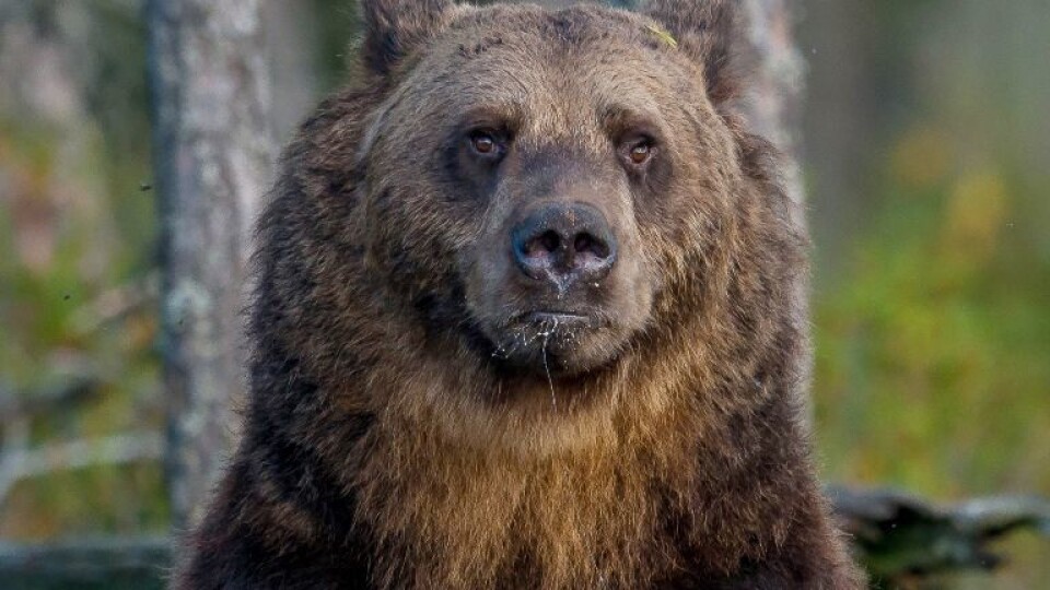 NORDIC LIGHT NÆRMER SEG