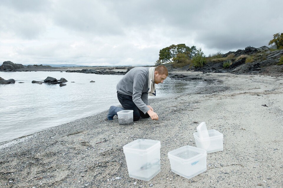 GAGGENAU MED MAAEMO PÅ LAGET