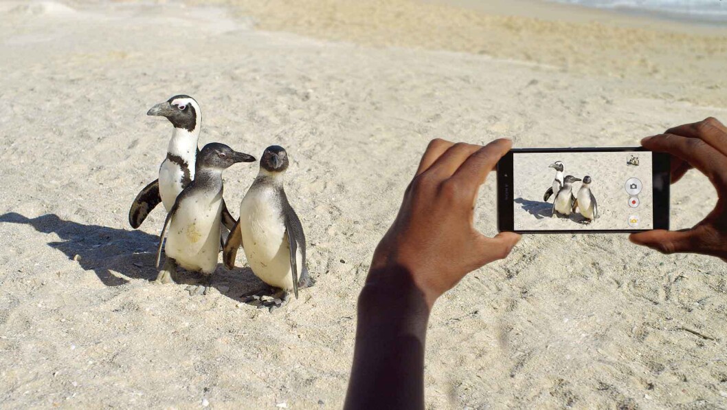 Nå blir ikke bildene vi tar bare liggende på mobilen, stadig flere nordmenn velger å skrive ut mobilbildene sine. Foto: Sony Mobile Nå blir ikke bildene vi tar bare liggende på mobilen, stadig flere nordmenn velger å skrive ut mobilbildene sine. Foto: Sony Mobile