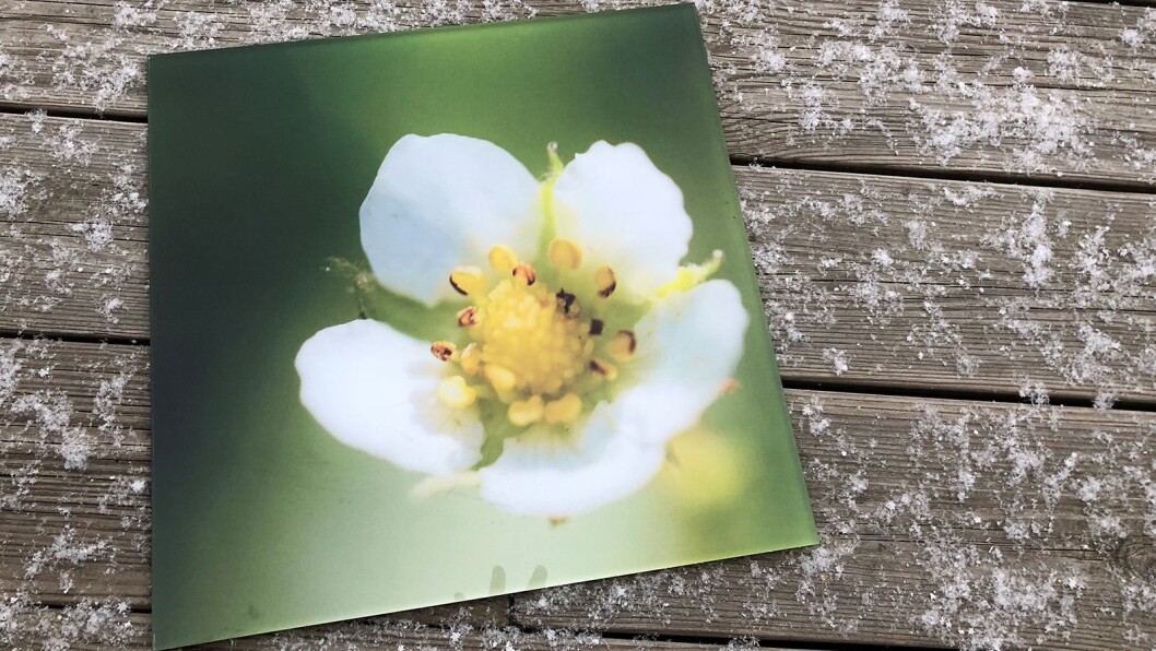 Foto på pleksi-/akrylglass er kåret til «Årets bildeprodukt 2018/2019». Foto: Elite Foto Foto på pleksi-/akrylglass er kåret til «Årets bildeprodukt 2018/2019». Foto: Elite Foto