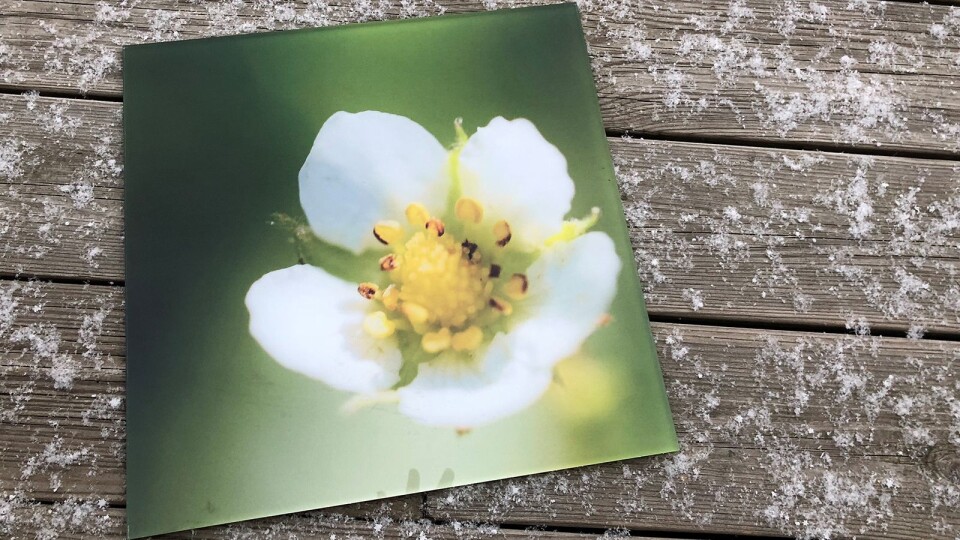 Foto på pleksi-/akrylglass er kåret til «Årets bildeprodukt 2018/2019». Foto: Elite Foto