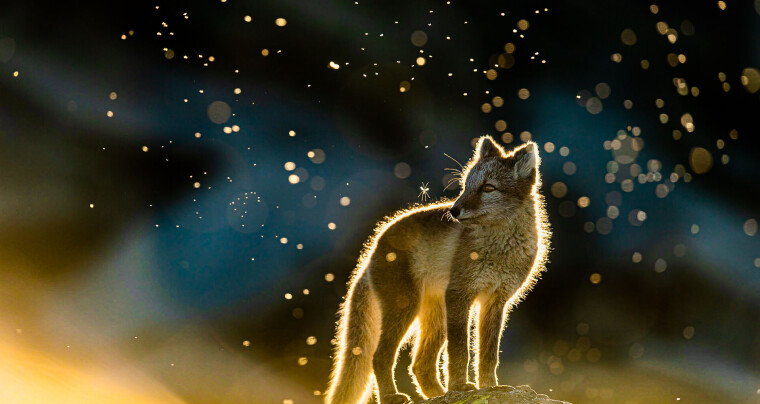 CEWES FOTOKONKURRANSE ER I GANG