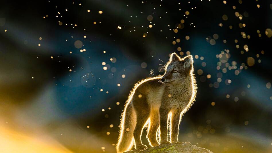 CEWES FOTOKONKURRANSE ER I GANG