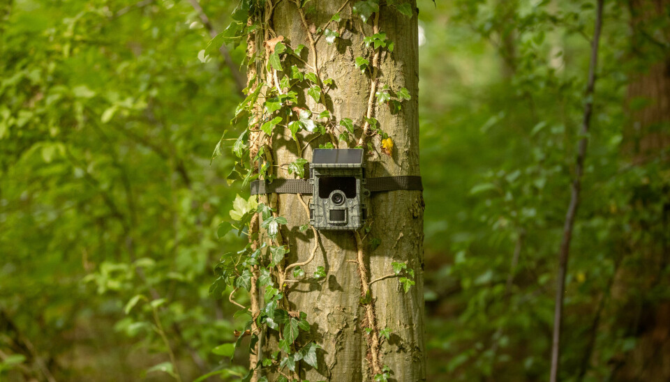 Camouflage Trail. Foto: Focus Nordic